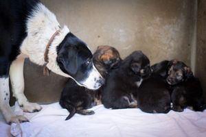 В мороз 25 градусов беззащитная собака родила восьмерых щенков. Люди уже спешили спасти малышей!