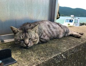 Они спасены! Кошки с «кошачьего острова» Окишима пережили тайфун!