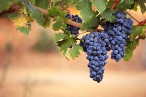 Ошибки в выращивании винограда