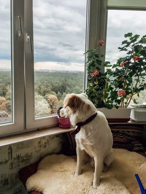 Спаниеля грозились усыпить, если его никто не заберет, но девушка не могла этого допустить