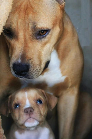 Эти фото собак, ставших мамами, тронут ваше сердце!