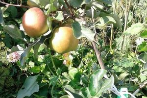 8 мифов о яблоне колонновидной