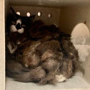 Семья обнаружила страшно лохматого кота в подвале (4 фото)