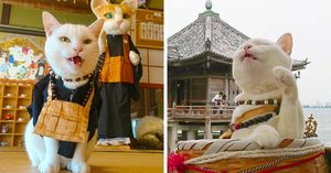 В Японии есть настоящий кошачий храм, чьи монахи обратят вас в свою веру безо всяких служб