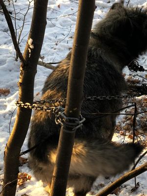 В парке Екатеринбурга обнаружили пса, прикованного к дереву
