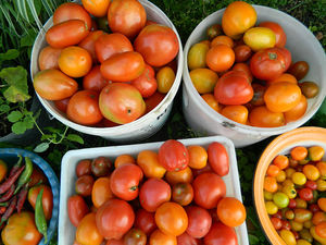 Немного о томатах-помидорах. Чтобы новенького посадить в следующем году.