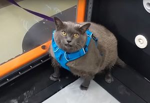 Кошка по кличке Шлакоблочина виртуозно показывает, что не собирается худеть