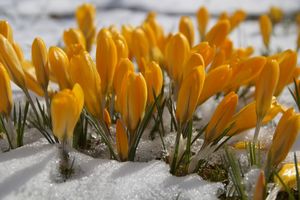 Красивый сад: список растений, цветущих поочерёдно с марта по ноябрь