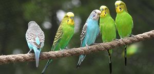 Волнистый попугай – уход, кормление, клетка и чем кормить