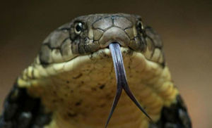 Почему у змей раздвоенный язык
