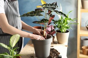 Можно ли пересаживать комнатные растения осенью? Особенности осенней пересадки
