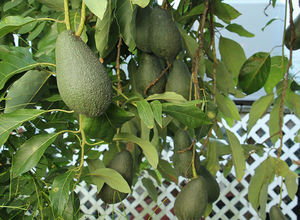 Авокадо дерево - как выглядит, где растет, уход в домашних условиях
