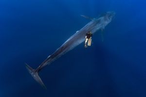 Дайвер из Таиланда сфотографировался с огромным синим китом