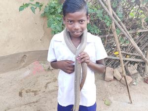 Разведение кобр в Индии запрещено властями уже более 40 лет, но одна деревня нарушает закон