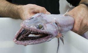 В океане случайно поймали неизвестную науке рыбу