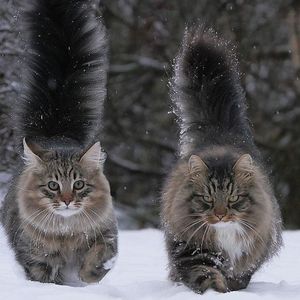 Короли зимы - норвежские лесные коты.