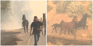 Лошадь кинулась в огонь, чтобы спасти жеребёнка и его мать (4 фото + 1 видео)
