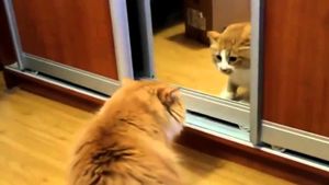 «Ах ты, мерзкое стекло»: кота взбесило отражение в зеркале
