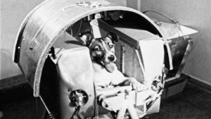 В этот день 62 года назад в космос полетела первая собака