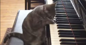 Талантливый кот играет на пианино. Прирожденный музыкант!