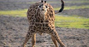 Фотограф сделал забавные снимки жирафа и показал, как тяжело ему пить воду