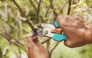 Когда и как обрезать плодовые деревья – советы от профессионалов