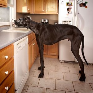 Как выглядит самая высокая собака в мире