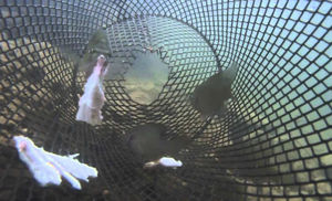 Рыба сама заплывает в сачок: видео из подводной ловушки