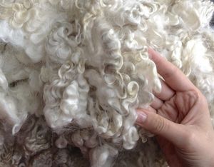 Как обрабатывается овечья шерсть