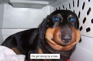 Собаки после встречи с пчелами