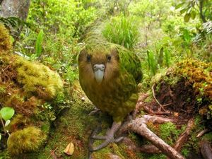 Какапо — «совиный» попугай