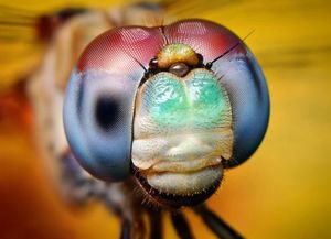 Макросъемка – Томас Шахан крупным планом снимает глаза насекомых