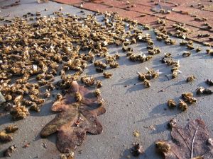 В Бразилии погибло полмиллиарда пчел в течение трех месяцев