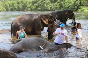 В Таиланде есть дом престарелых для слонов.