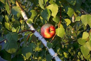 Попытка привить яблоню на неплодовые виды растений