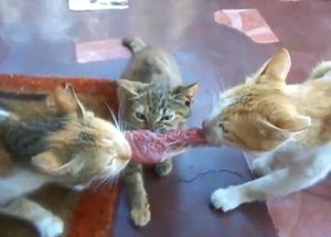 Никто не хотел уступать: как три кота делили кусок мяса