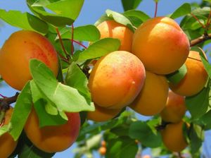 Правильный выбор подвоя — залог обильного урожая абрикосов