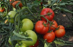 Способы ускорения созревания томатов в теплице и открытом грунте