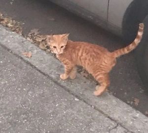 Уличный рыжий кот приходил в гости к людям, пока они не придумали, как ему помочь