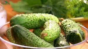 Огурцы: видео о секретах выращивания и беспроигрышном рецепте засолки