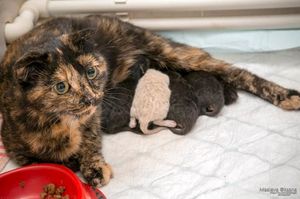 Беременная кошка сама пришла рожать в клинику Новосибирска