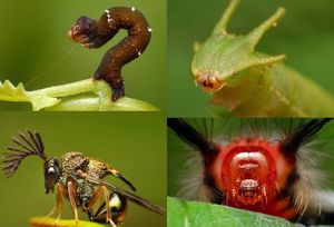 Жизнь насекомых
