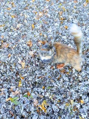 Девушка выпустила кота во дворе и вскоре тот «растворился» в куче с опавшей листвой