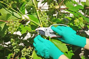 Как заставить виноград быстрее плодоносить