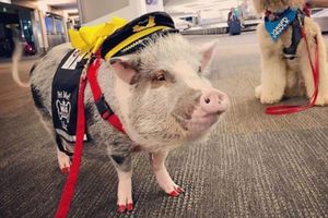 Свинья на службе в аэропорту Сан-Франциско (6 фото)