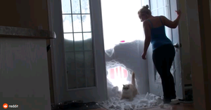 Коты на снегу – пушистые на белом. Уморительная видео-подборка приключений четырехлапых!