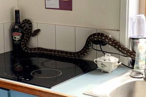 Змеи в доме - обычное дело для жителей Австралии