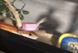 Змеи в шляпках ─ настоящие няшки (21 фото)