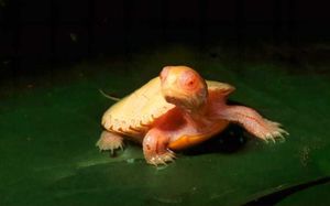 Удивительные редкие черепахи-альбиносы выглядят как сказочные существа