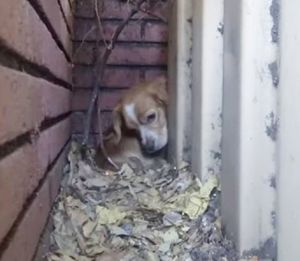 Брошенный пес прятался между постройками. Его грустные глаза смотрели на волонтеров, выражая страх и недоверие